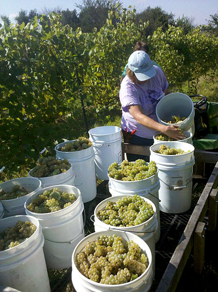 Grape harvest