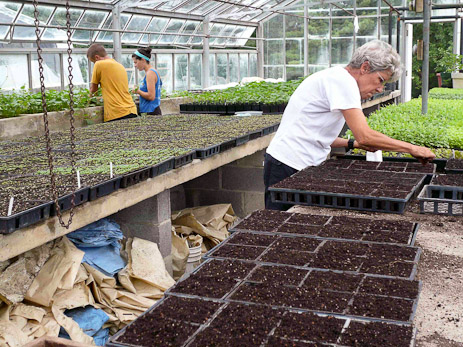 Microgreens at Great Kids Farm