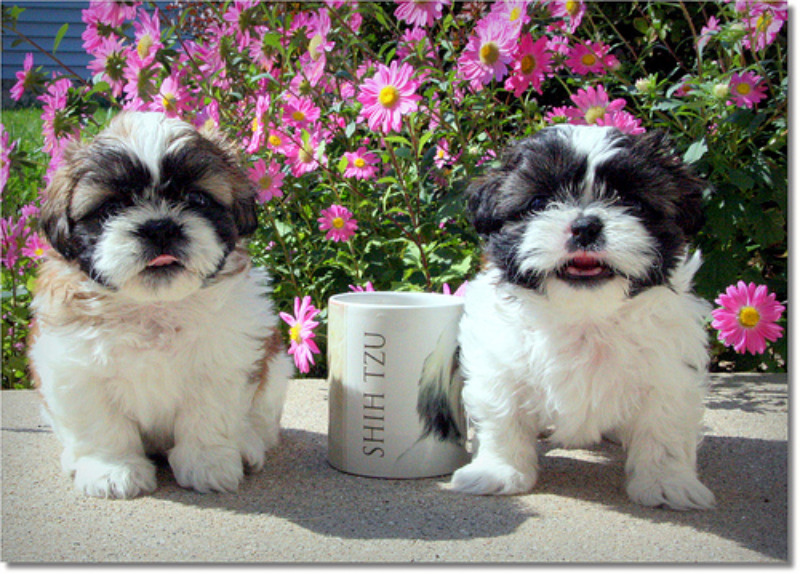 Shih Tzus