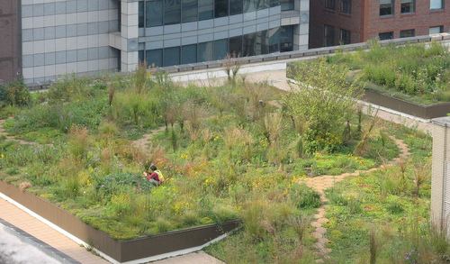 Chicago City Hall green roof