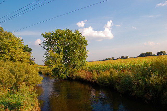 Corn field next to stream