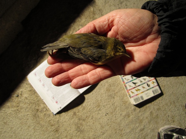 A dead Warbler.