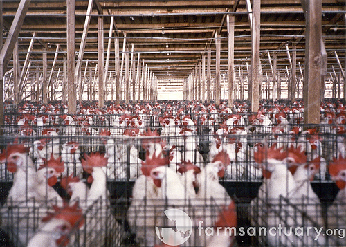 Crowded egg cages.