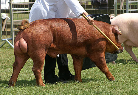 Boar with large testicles