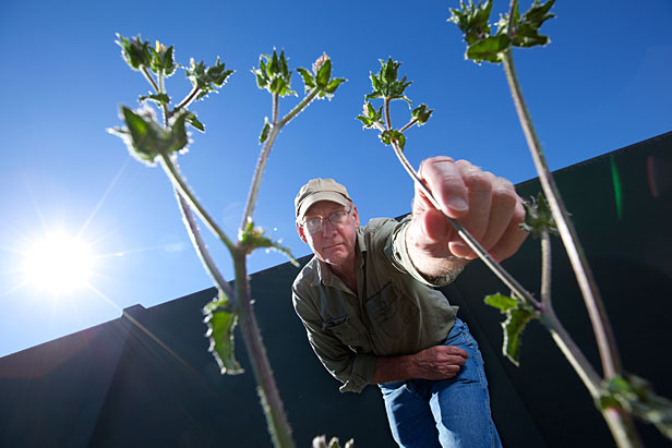 Gene Fredericks with Weeds