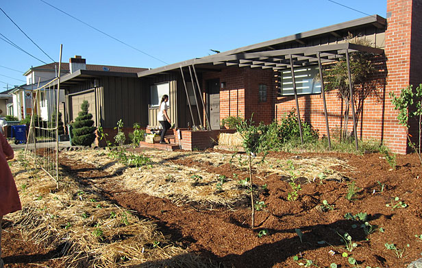 Planting Justice front-yard garden