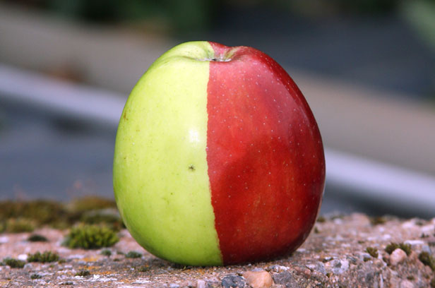 Half green, half red apple