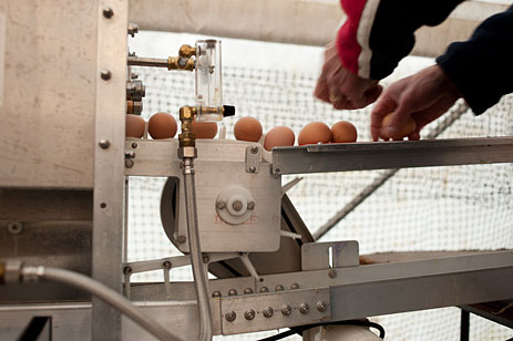 Eggwashing operation