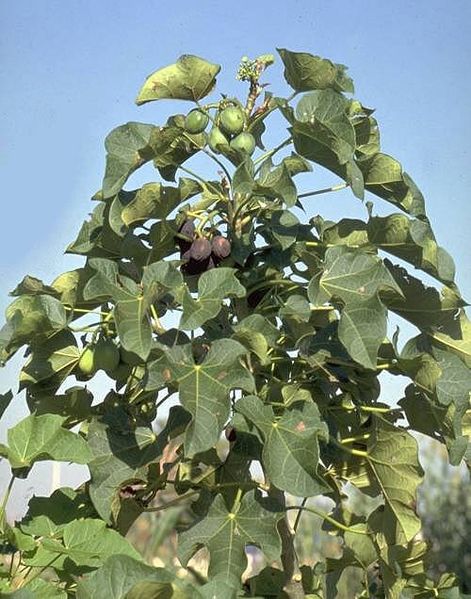 Jatropha curcas plant