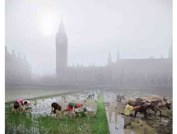 Parliament Square rice paddies