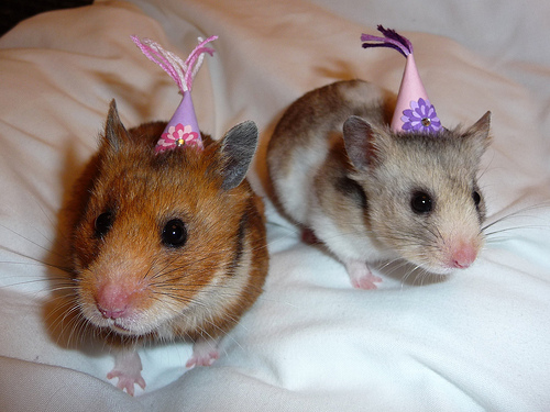 Party mice.