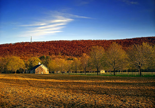 Shelterbelt of trees on a farm