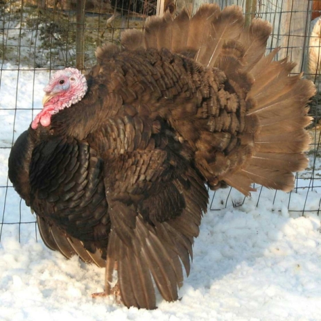 chocolate turkey breed