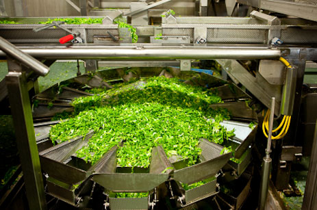 Lettuce factory