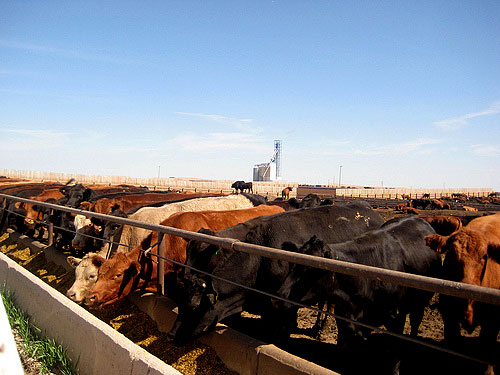 Cows in a feedlot