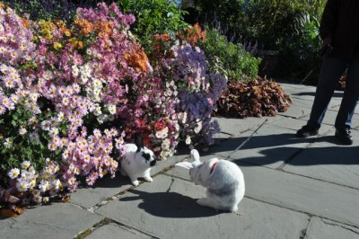 Rabbits on a leash