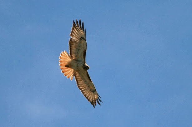 climate hawk