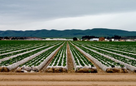 industrial field of spinach