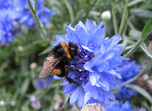 Bee on a cornflower