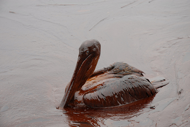 oily pelican