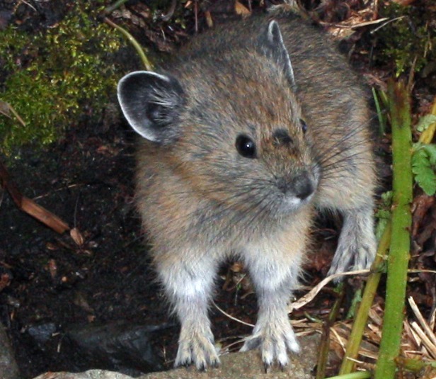 American Pika