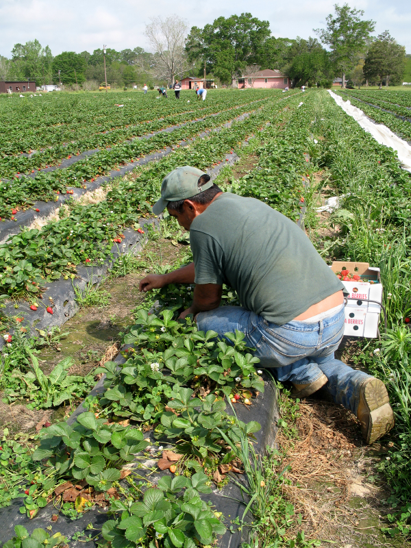 Strawberry picker