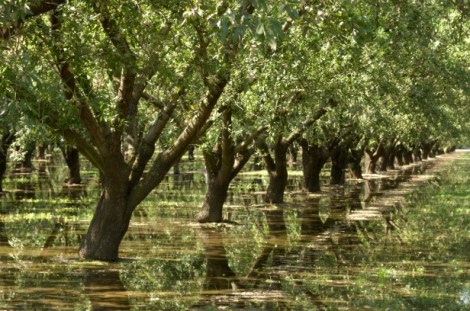 Image (1) almond-trees-water-irrigation.jpg for post 42369