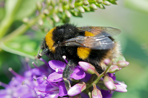 bumblebee