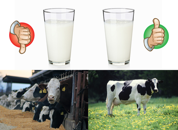 milk-cows-thumbsup-thumbsdown