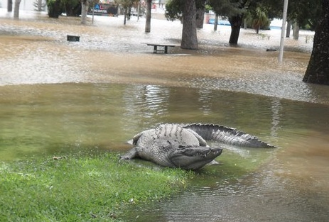 crocodile in australia