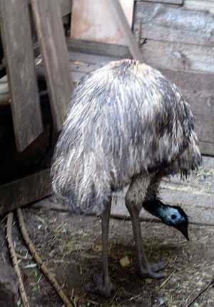 Emu