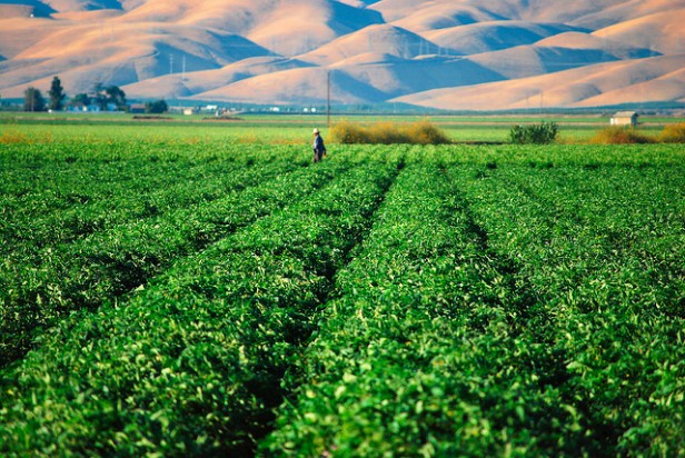 A green field.