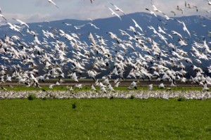 Flock of birds