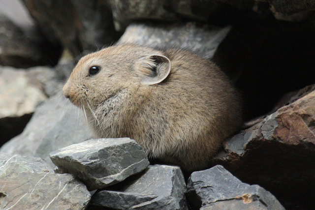 Pika