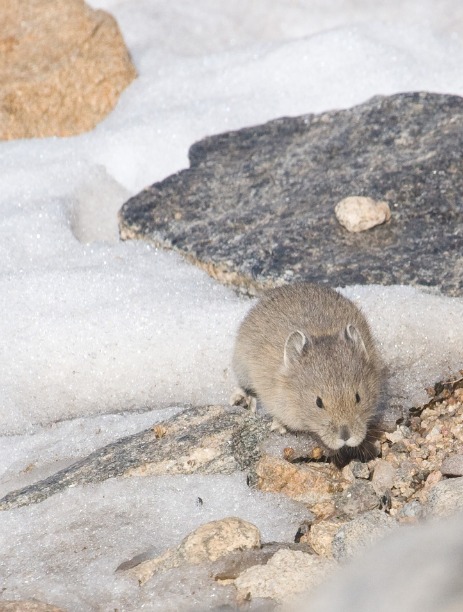 Pika