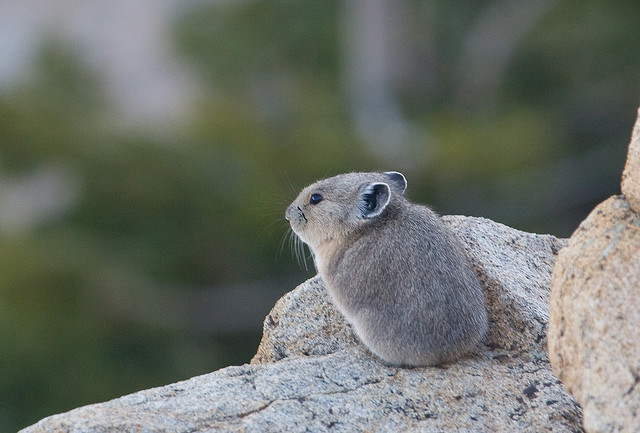 Pika