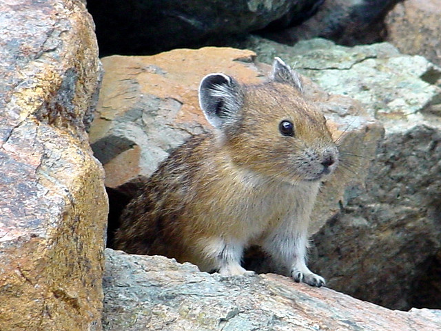 Pika