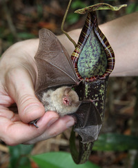 bat and pitcher plant