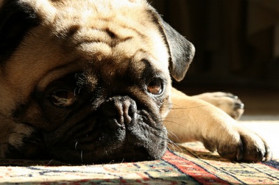 Sad pug