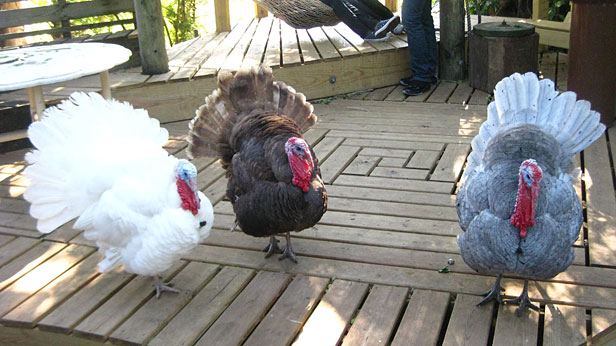 Turkeys