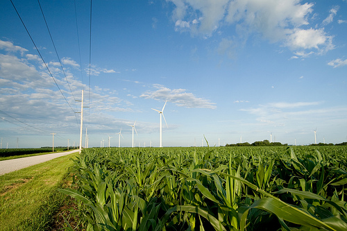 corn and windmills