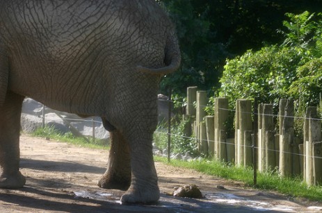 Elephant with dung