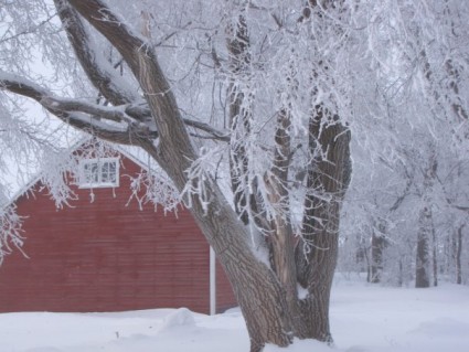 winter farm