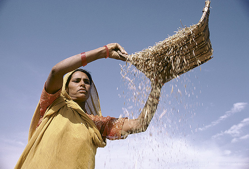 harvest