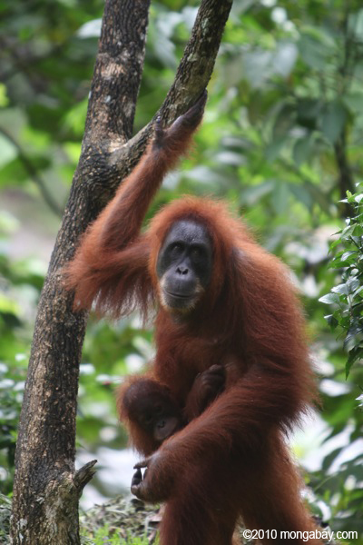 Orangutan