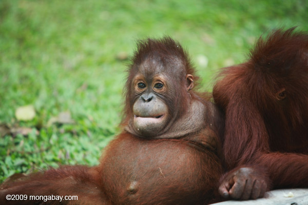 Baby orangutan