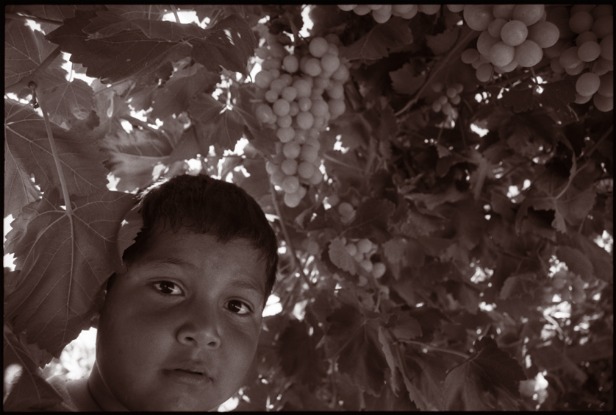 Boy in vineyard