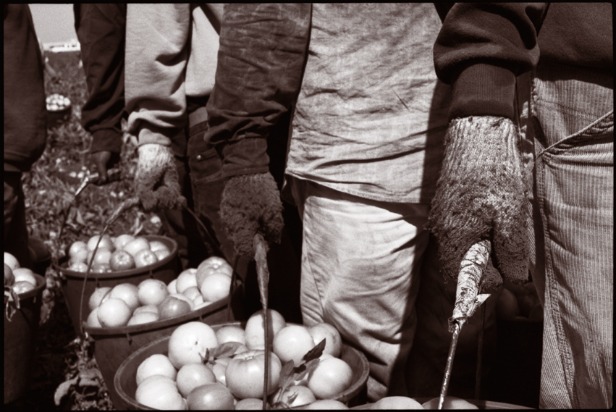 Tomato pickers