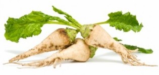 sugar beets