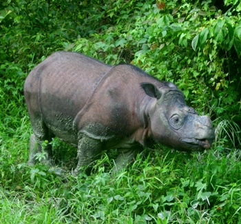 Rhino